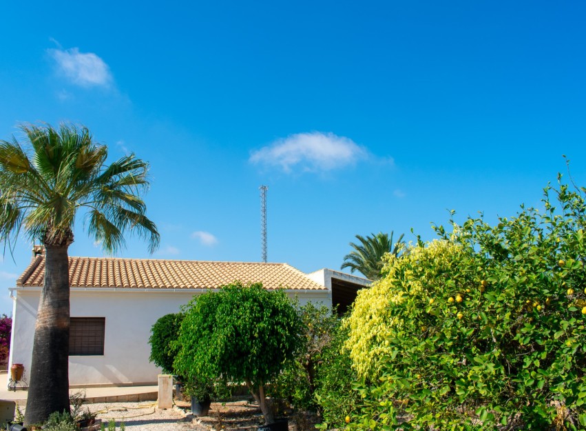Herverkoop - Villa - Guardamar del Segura - El Raso