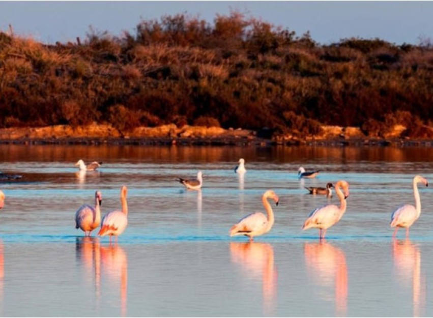 Nieuwbouw Woningen - detached - San Pedro del Pinatar