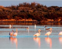 Nieuwbouw Woningen - detached - San Pedro del Pinatar