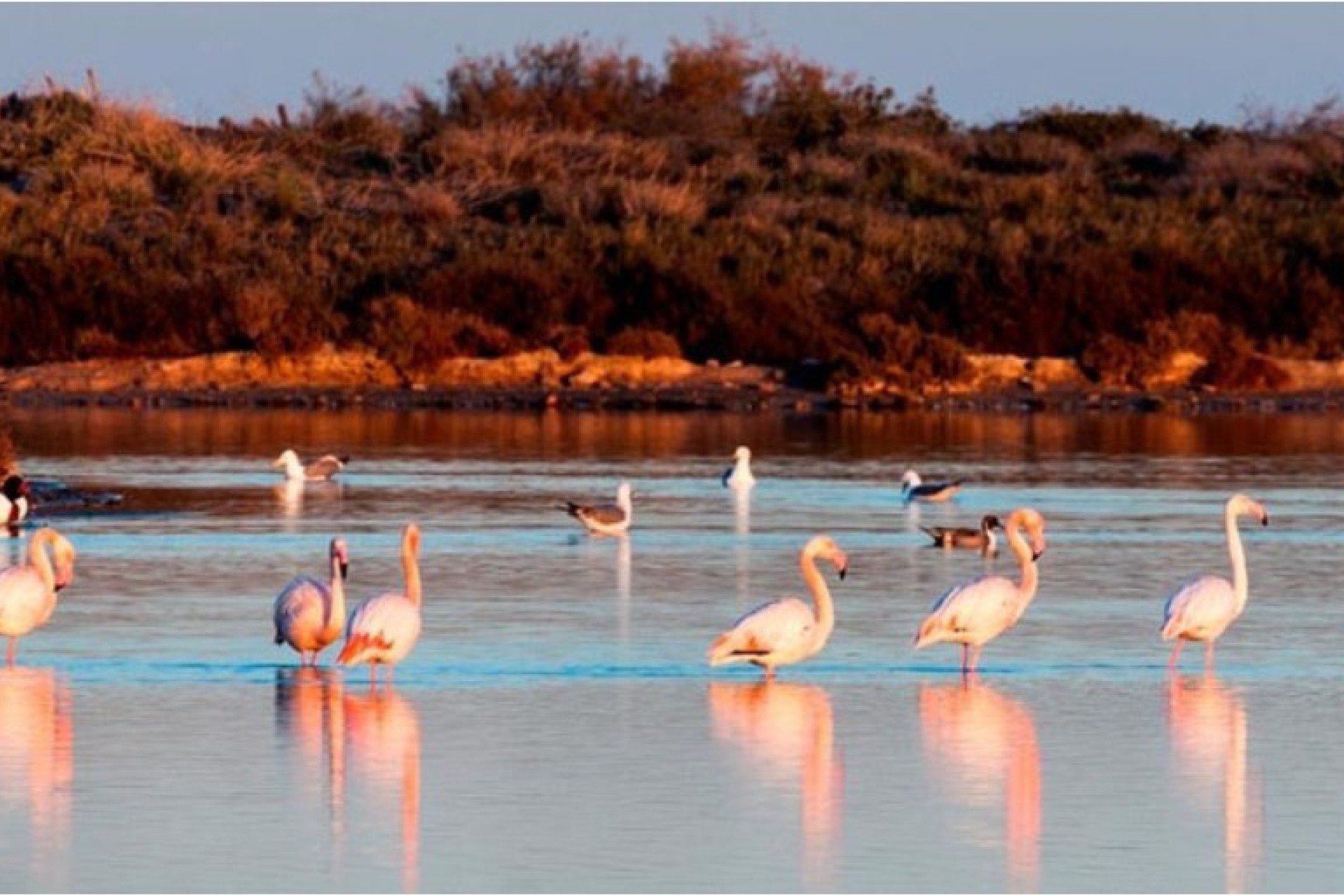 Nieuwbouw Woningen - detached - San Pedro del Pinatar