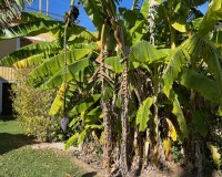 Resale - Country House - Daya Vieja