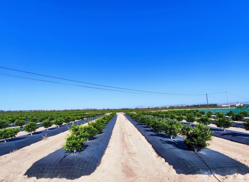 Resale - Country House - San Miguel de Salinas