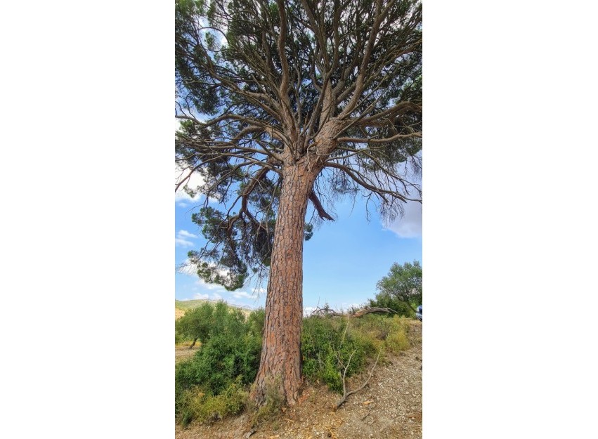 Resale - Villa - Alcoy - Muro de Alcoy
