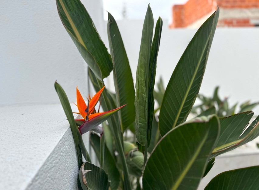 Resale - Villa - Torrevieja - Los Balcones