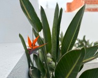 Resale - Villa - Torrevieja - Los Balcones