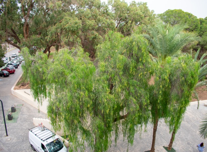 Revente - Apartment - Guardamar del Segura - Center