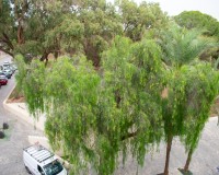 Revente - Apartment - Guardamar del Segura - Center