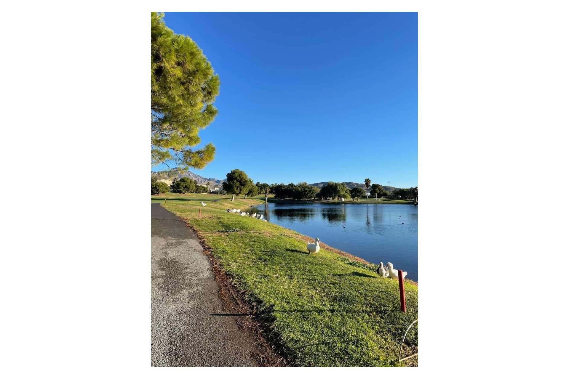 Revente - Apartment - Muchamiel - Club De Golf Bonalba