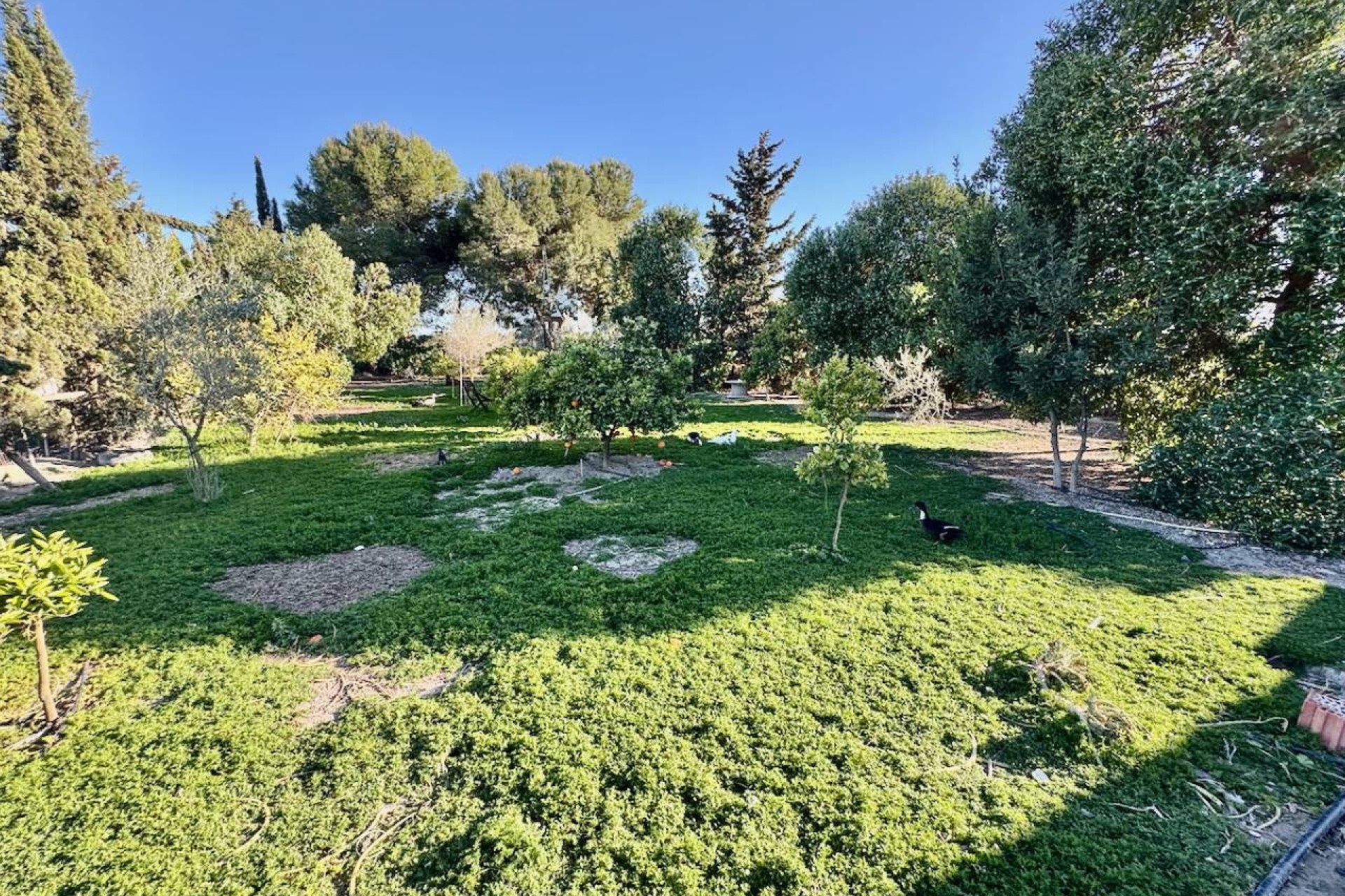 Revente - Country House - Guardamar del Segura