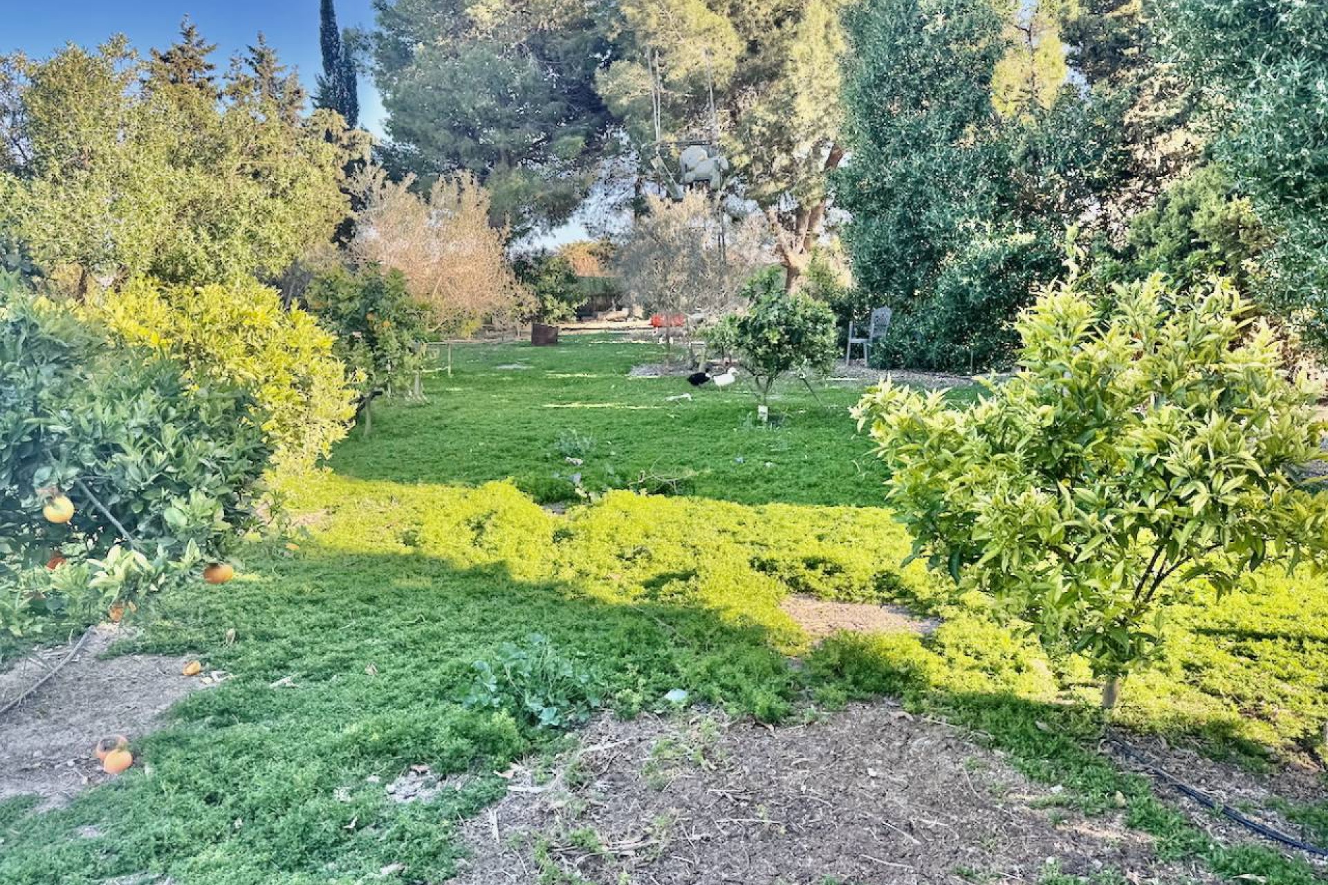 Revente - Country House - Guardamar del Segura