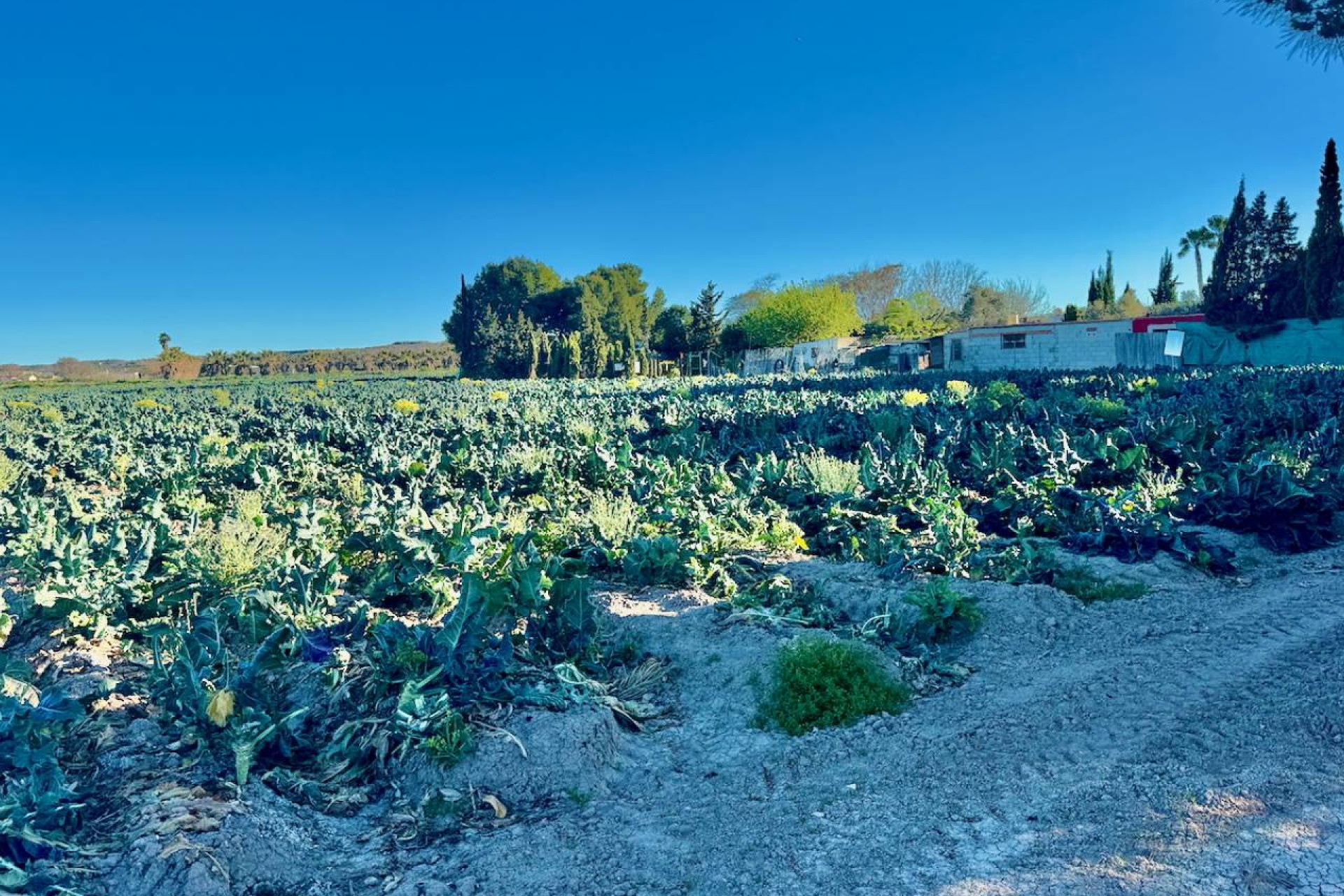 Revente - Country House - Guardamar del Segura