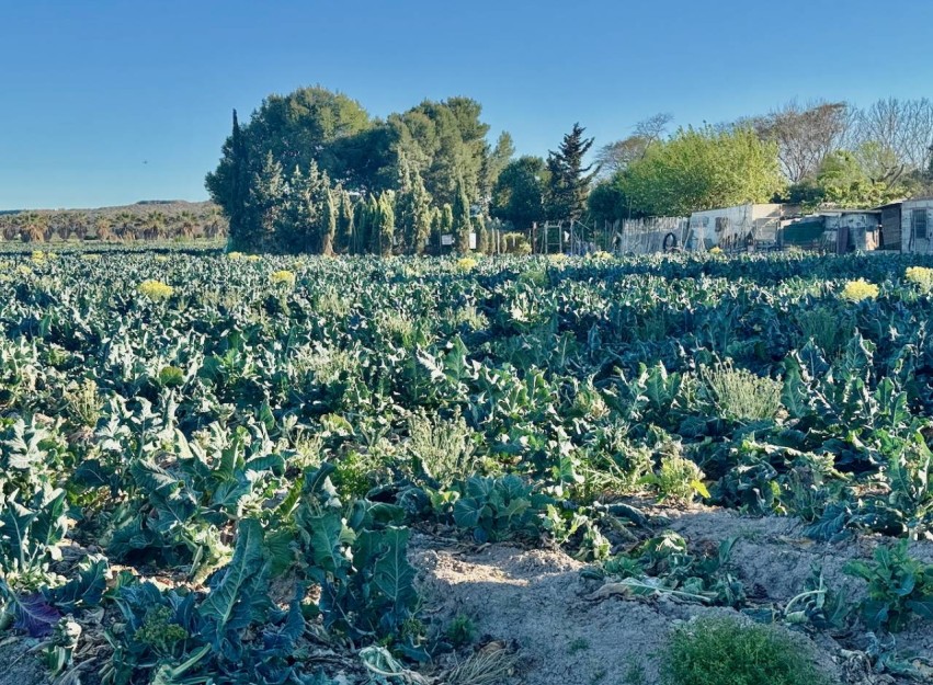 Revente - Country House - Guardamar del Segura