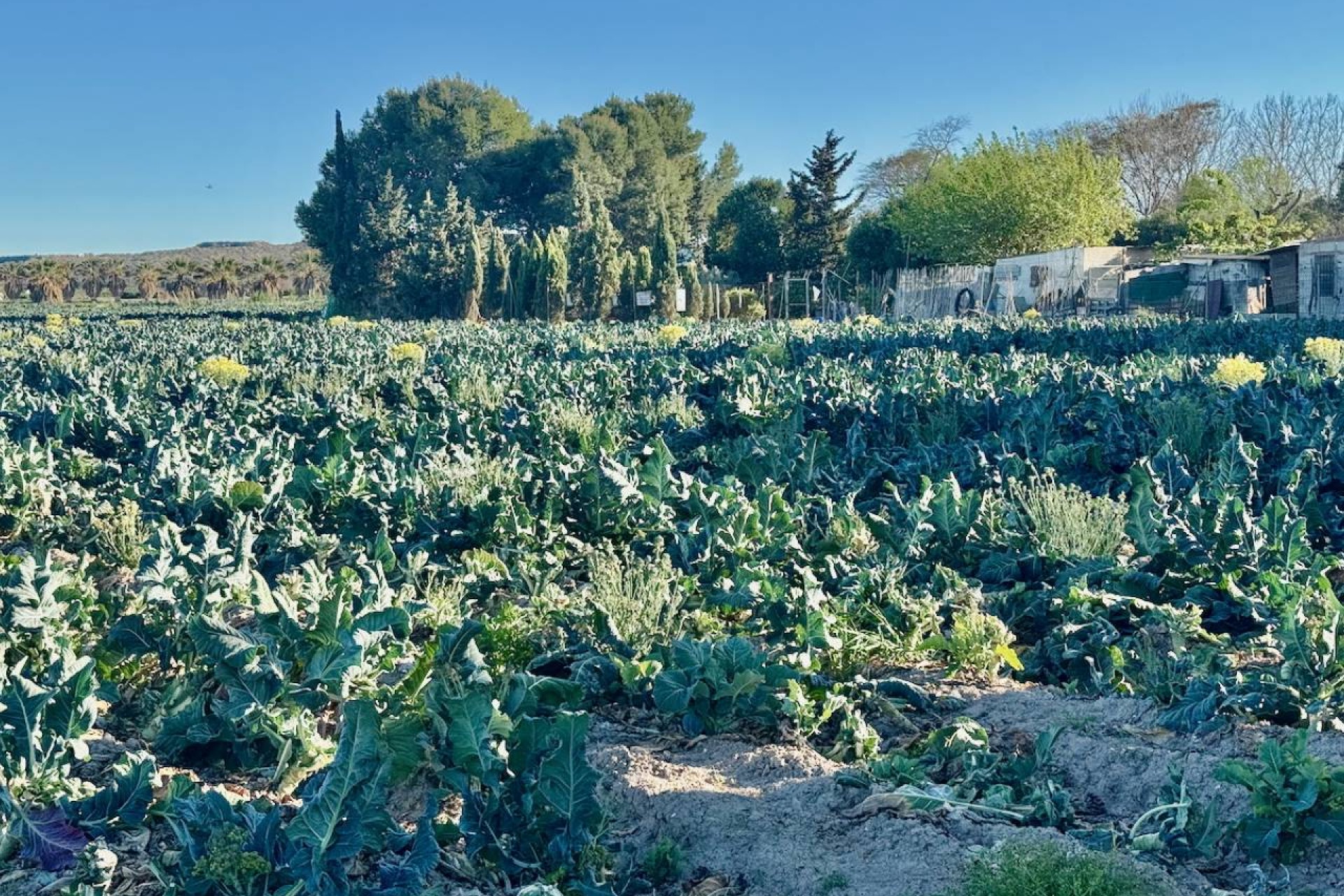 Revente - Country House - Guardamar del Segura