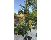 Revente - Villa - La Nucía - Monte Bello