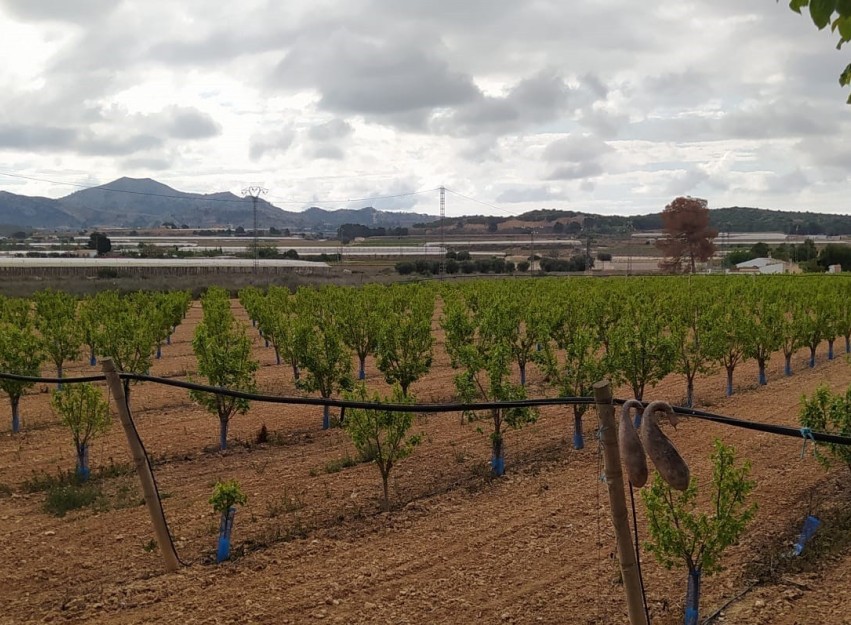 Revente - Villa - Monforte del Cid