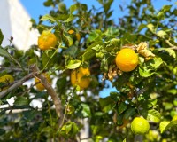Revente - Villa - Orihuela Costa - Villamartín