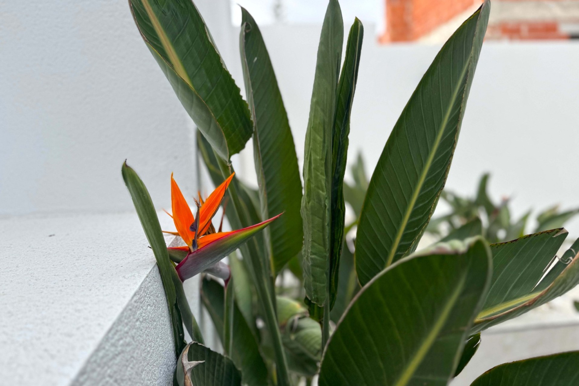 Revente - Villa - Torrevieja - Los Balcones