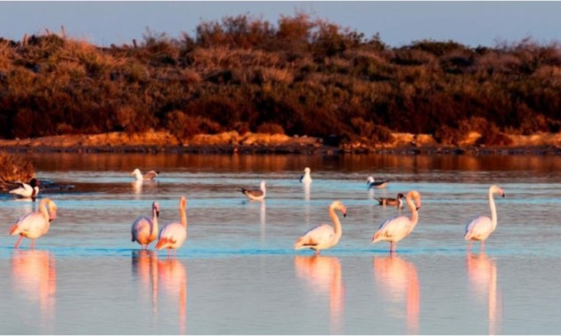 Nieuwbouw Woningen - detached - San Pedro del Pinatar