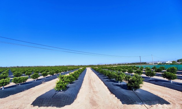 Resale - Country House - San Miguel de Salinas