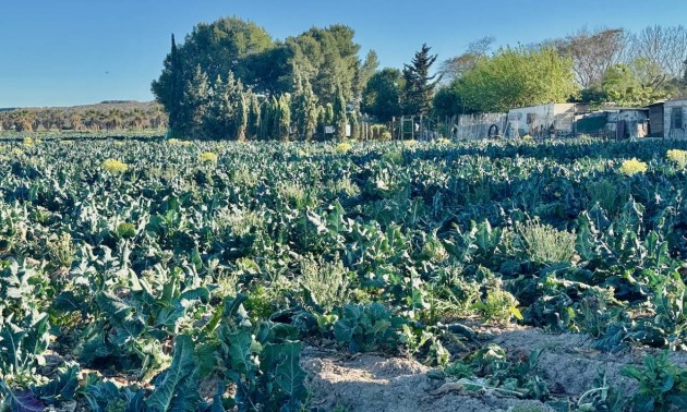 Revente - Country House - Guardamar del Segura